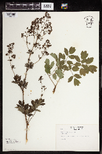 Thalictrum dasycarpum image