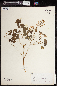 Thalictrum dioicum image