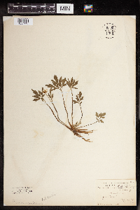 Ranunculus hispidus image