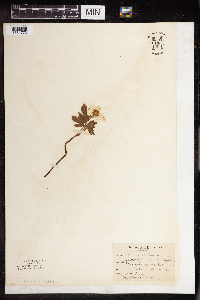 Image of Ranunculus repens