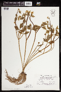 Ranunculus hispidus image