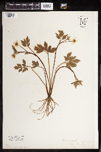 Ranunculus repens image