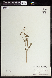 Ranunculus repens image