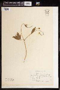 Ranunculus repens image