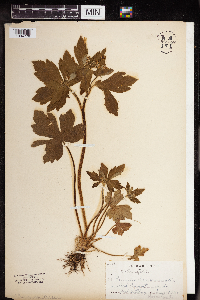 Ranunculus recurvatus image
