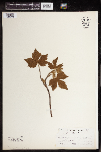 Ranunculus recurvatus image