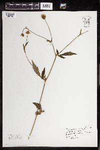 Ranunculus recurvatus image