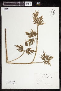 Ranunculus pensylvanicus image