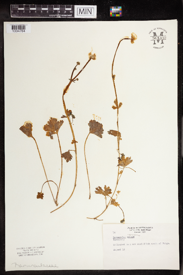 Ranunculus hyperboreus image