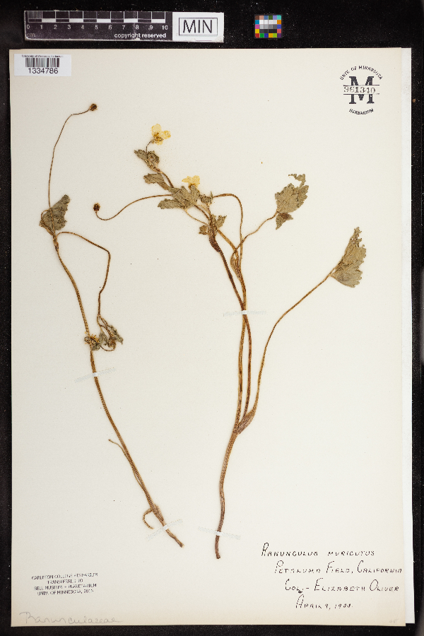 Ranunculus muricatus image