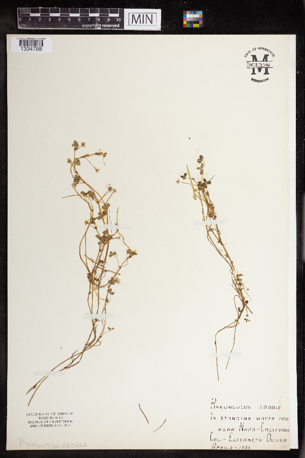 Ranunculus lobbii image