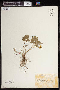 Ranunculus hispidus image