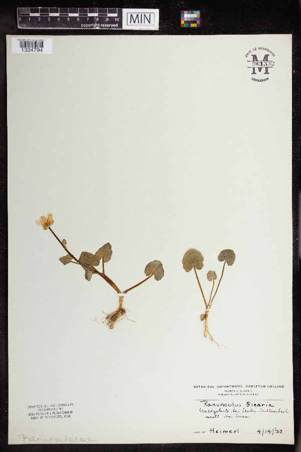 Ranunculus ficaria image