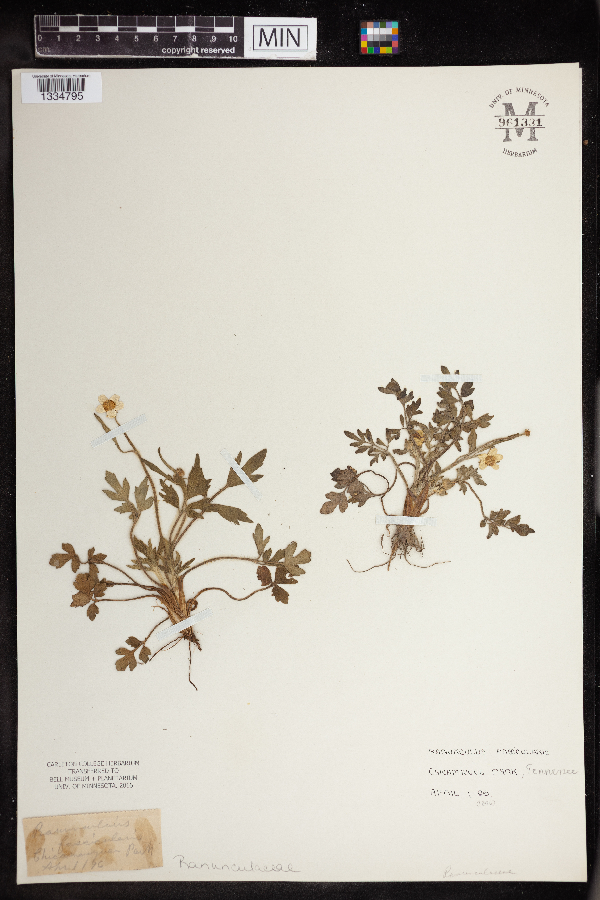 Ranunculus fascicularis image