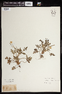 Image of Ranunculus fascicularis