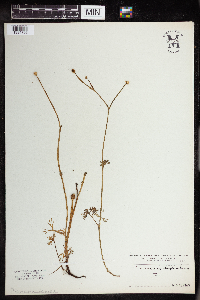 Ranunculus flabellaris image