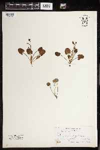 Ranunculus cymbalaria image