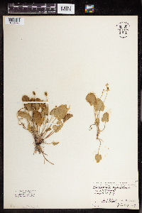 Ranunculus cymbalaria image
