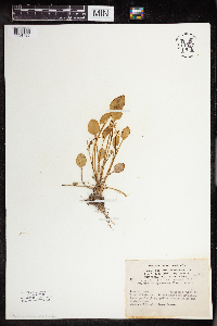 Ranunculus cymbalaria image