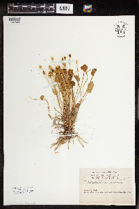 Ranunculus cymbalaria image