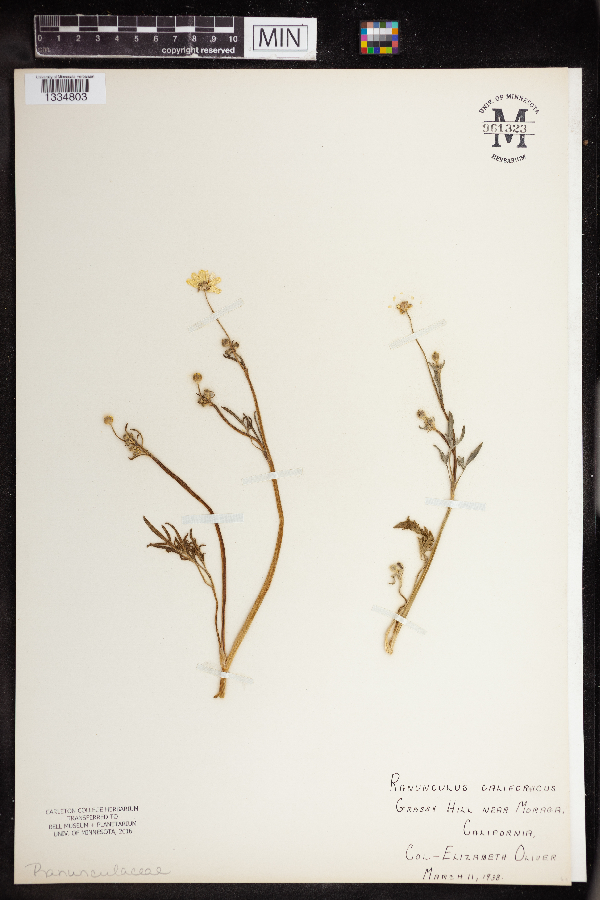Ranunculus californicus image