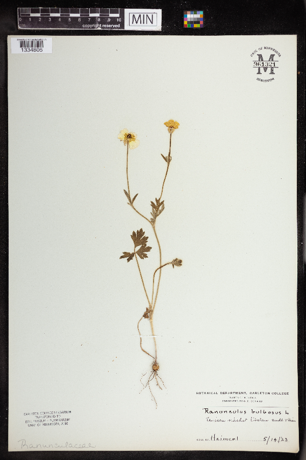 Ranunculus bulbosus image