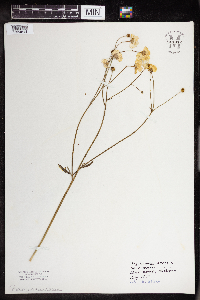Ranunculus acris image