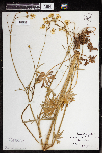 Ranunculus acris image
