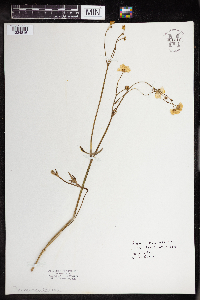 Ranunculus acris image