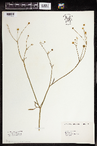 Ranunculus acris image