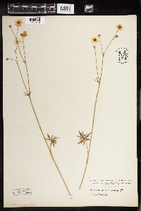 Ranunculus acris image