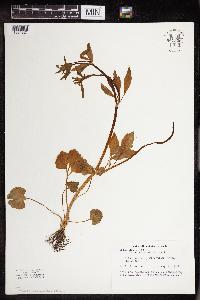 Ranunculus abortivus image