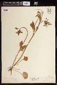 Ranunculus abortivus image