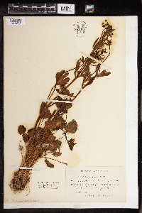 Ranunculus abortivus image