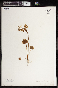 Ranunculus abortivus image