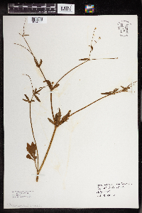 Ranunculus abortivus image