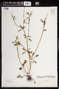 Ranunculus abortivus image