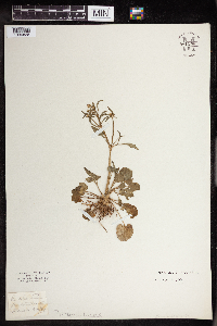 Ranunculus abortivus image