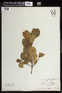 Frangula alnus image