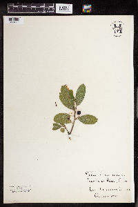 Frangula californica image