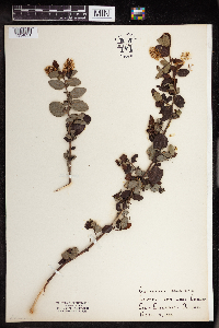 Image Associated With the Occurrence