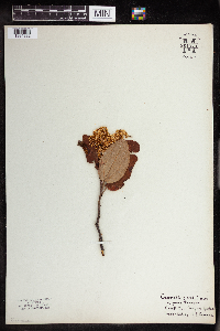 Ceanothus velutinus image