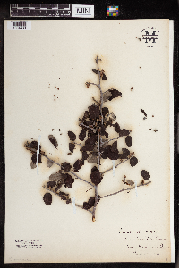 Image of Ceanothus incanus