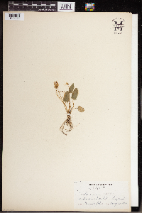 Viola sagittata image
