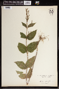 Verbena urticifolia image