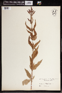 Verbena hastata image
