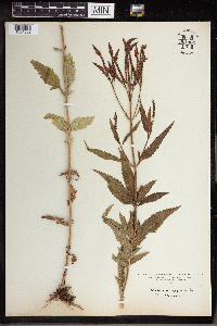 Verbena hastata image