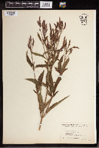 Verbena hastata image
