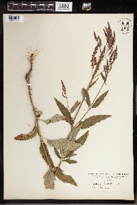 Verbena hastata image