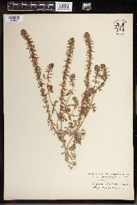 Verbena bracteata image